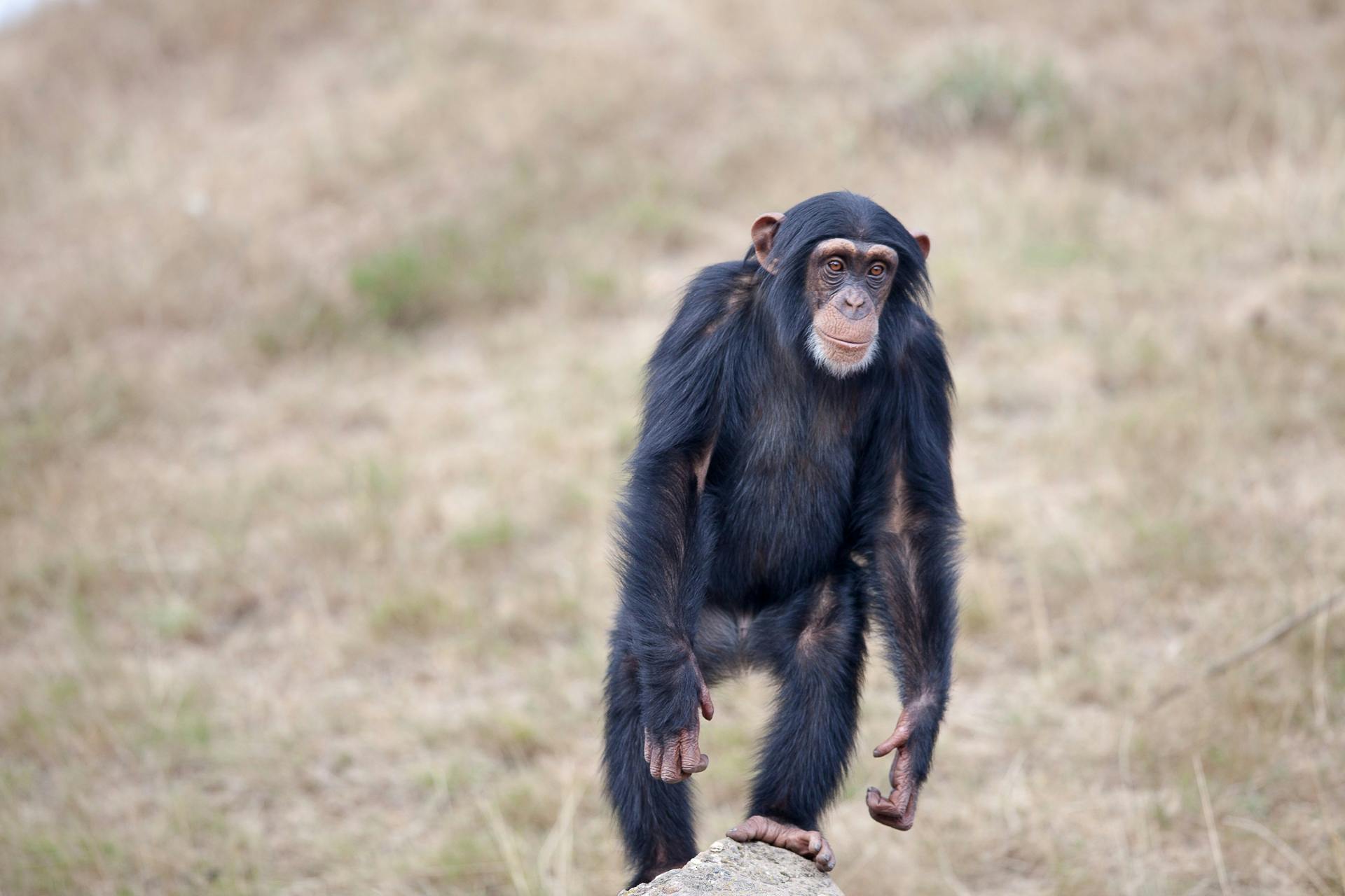 A juvenile chimpanzee standing alert on grass, showcasing its natural wildlife surroundings.