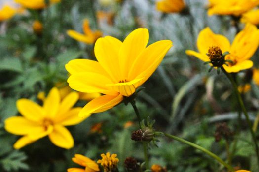 Bright yellow daisies in full bloom creating a vivid and vibrant outdoor scene.