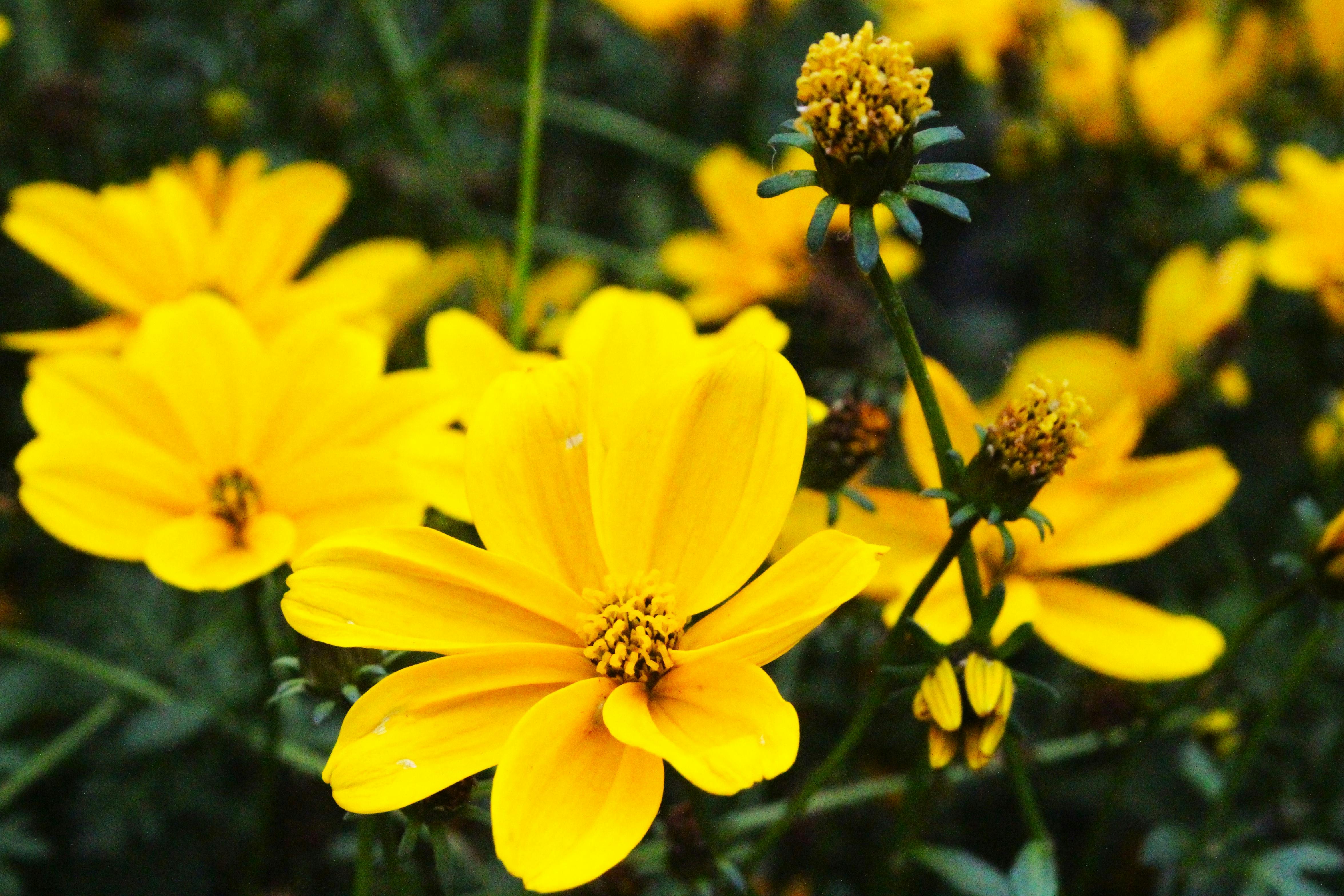 [ColoSach]-close-up-of-bright-yellow-flowers-showcasing-their-vivid-petals-and-natural-beauty.