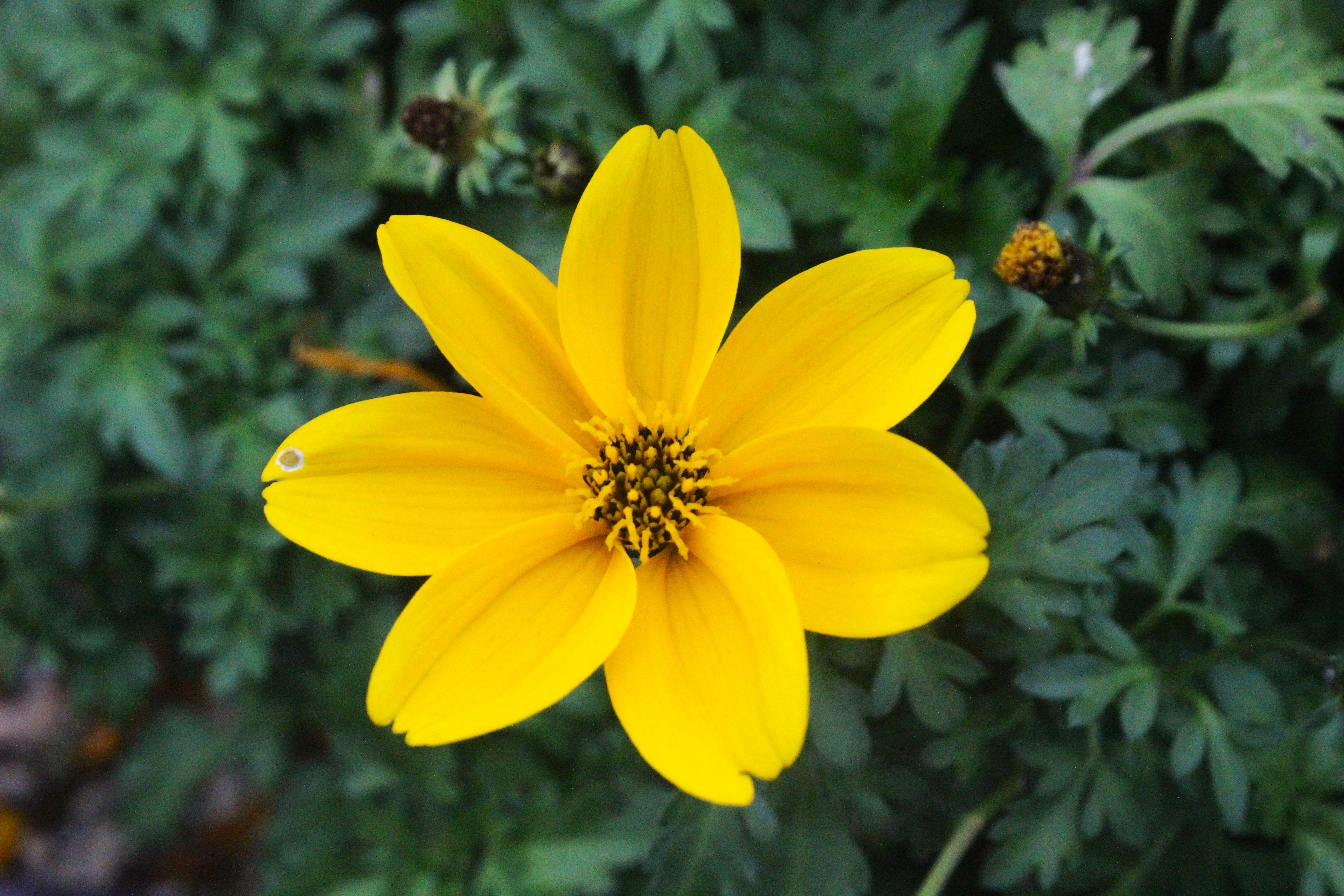 Vibrant Yellow Flower Close-up in Garden Setting · Free Stock Photo