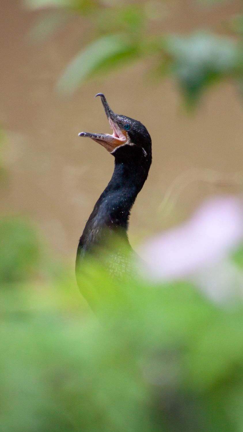 Bird In Profile Close-up of a Cormorant Bird in Profile · Free Stock Photo