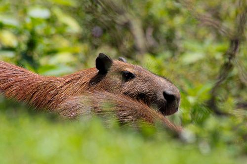 Free A capybara resting in lush green foliage during daylight, showcasing nature's tranquility. Stock Photo