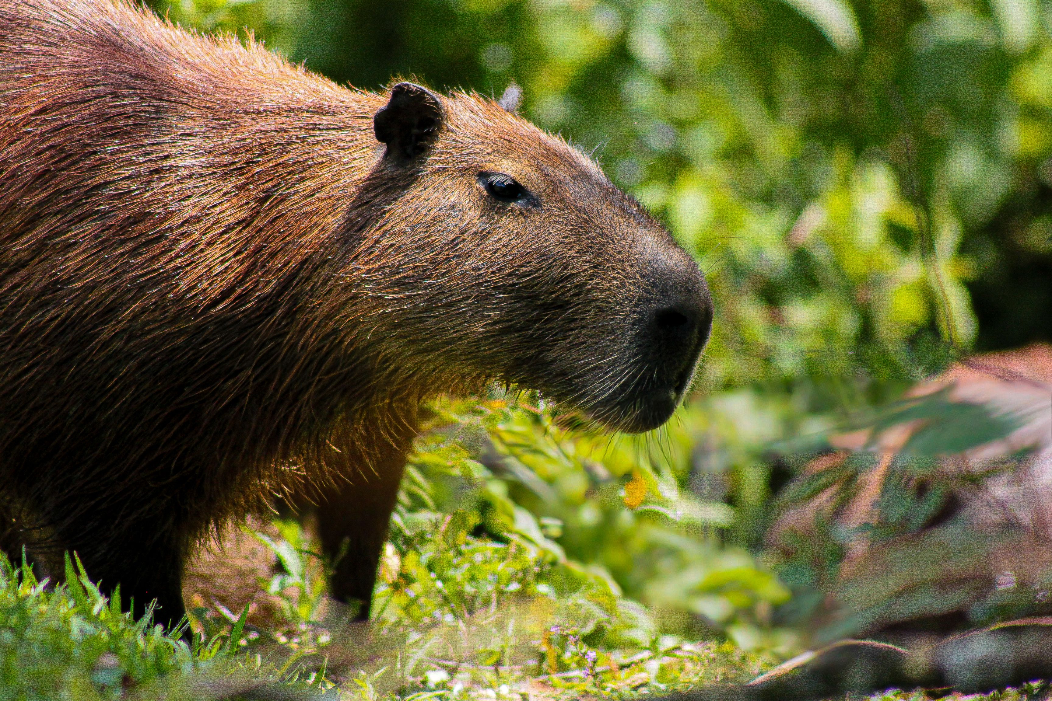 Wild Capybara Grazing in Lush Greenery · Free Stock Photo