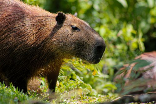Free A wild capybara captured grazing in its natural habitat surrounded by vibrant greenery. Stock Photo