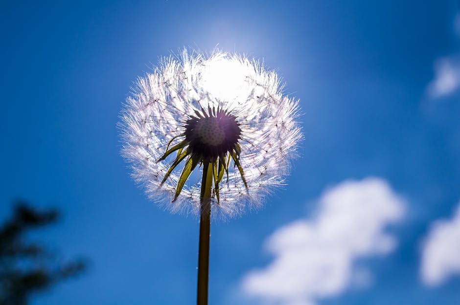 Photography of Dandelion