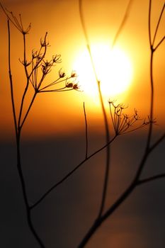 Dramatic silhouette of plant stems set against a vivid sunset in Scotland, creating a serene nature scene.