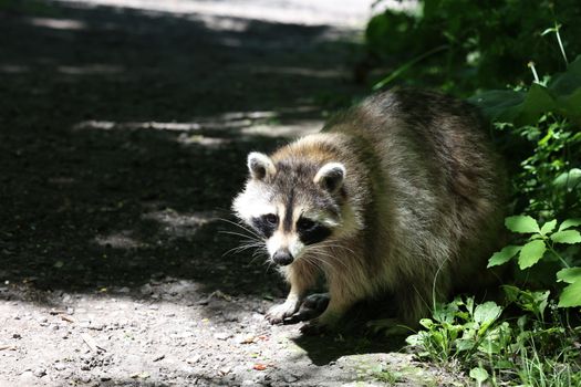 Raccoon standing in a sunlit woodland path surrounded by greenery.