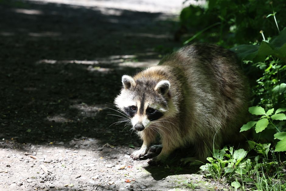 Raccoon standing in a sunlit woodland path surrounded by greenery.