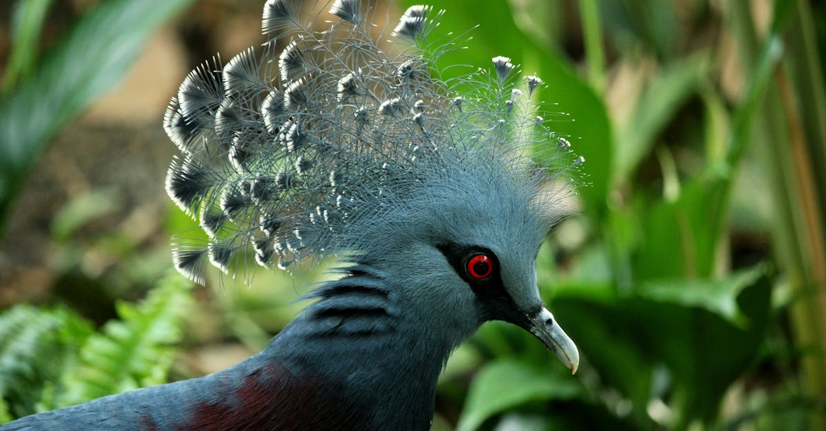 How to draw a peacock feather easy