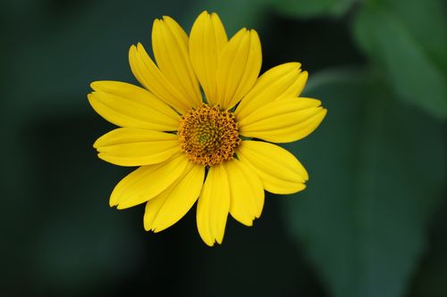 Free Vibrant yellow daisy flower close-up with detailed petals and green background. Stock Photo