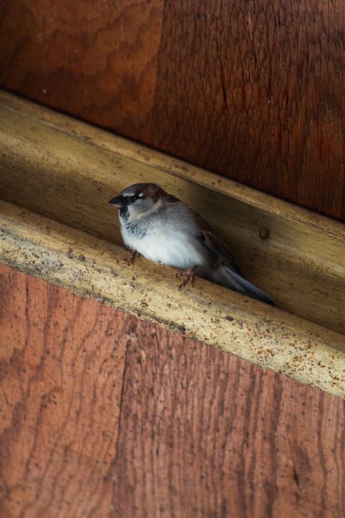 Free A detailed view of a house sparrow (Passer domesticus) resting inside a wooden box. Stock Photo