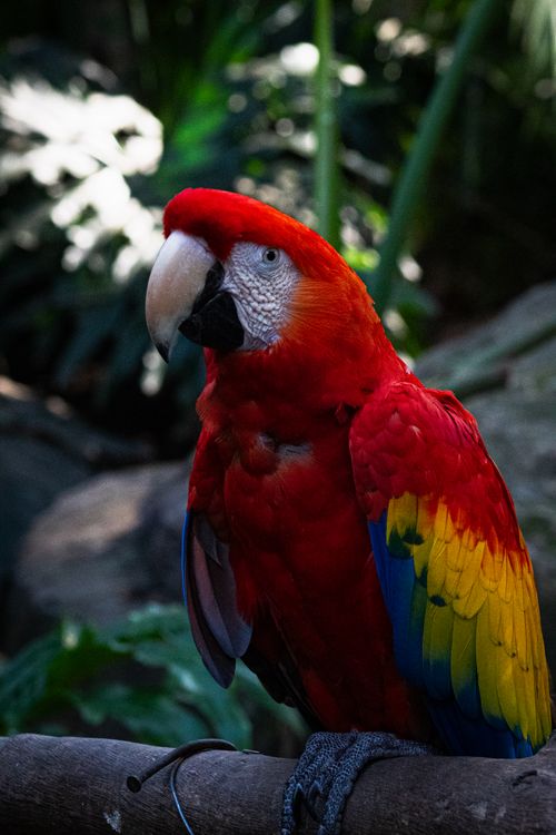 Free Colorful Scarlet Macaw perched on a branch against a lush green background in a tropical setting. Stock Photo