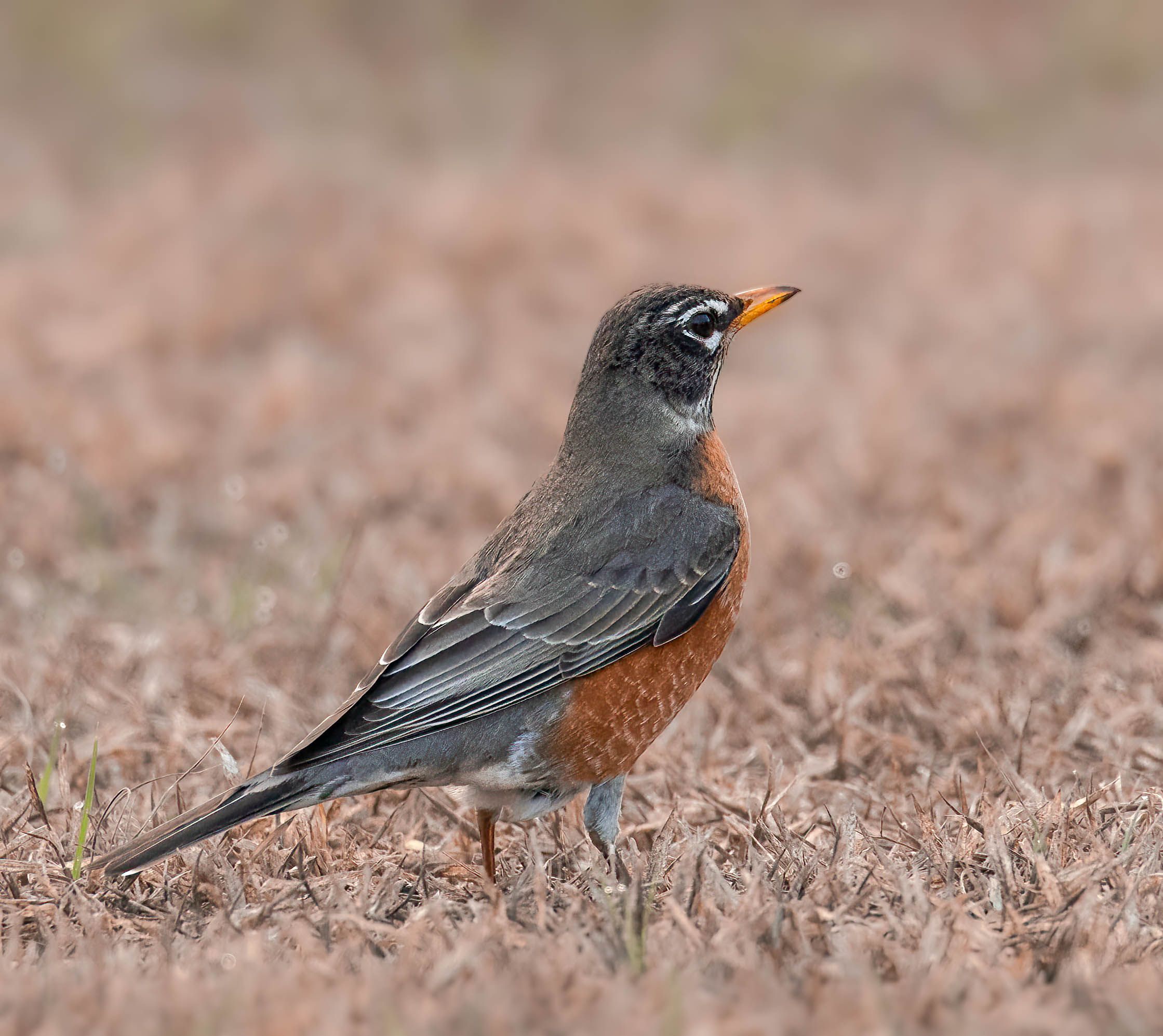 American Robin in Florida Grasslands · Free Stock Photo