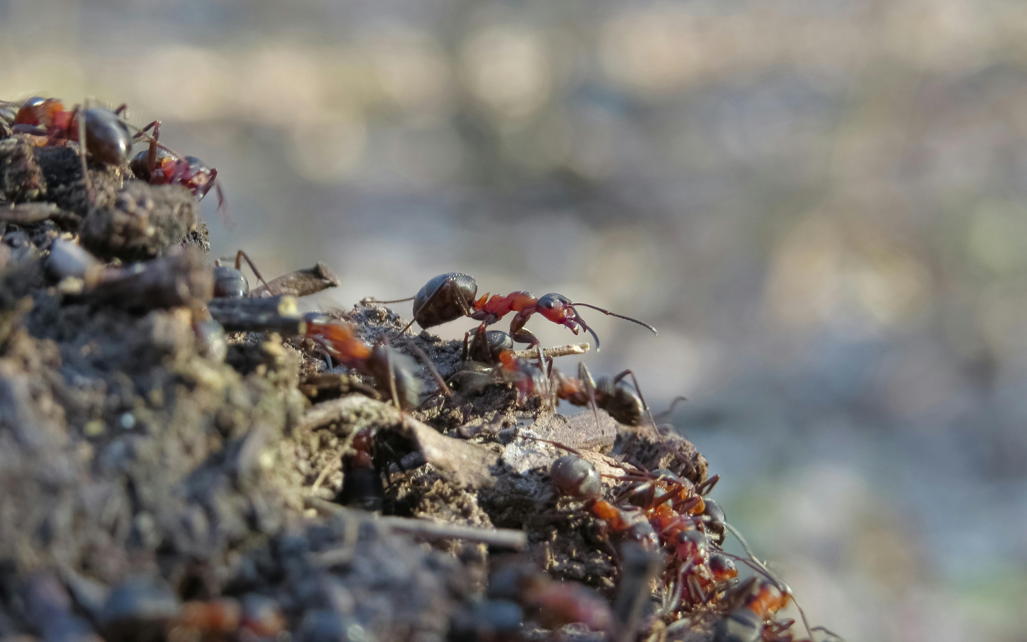 Close-up of a vibrant red ant colony on earthy terrain, showcasing natural behavior in Kharkiv, Ukraine.