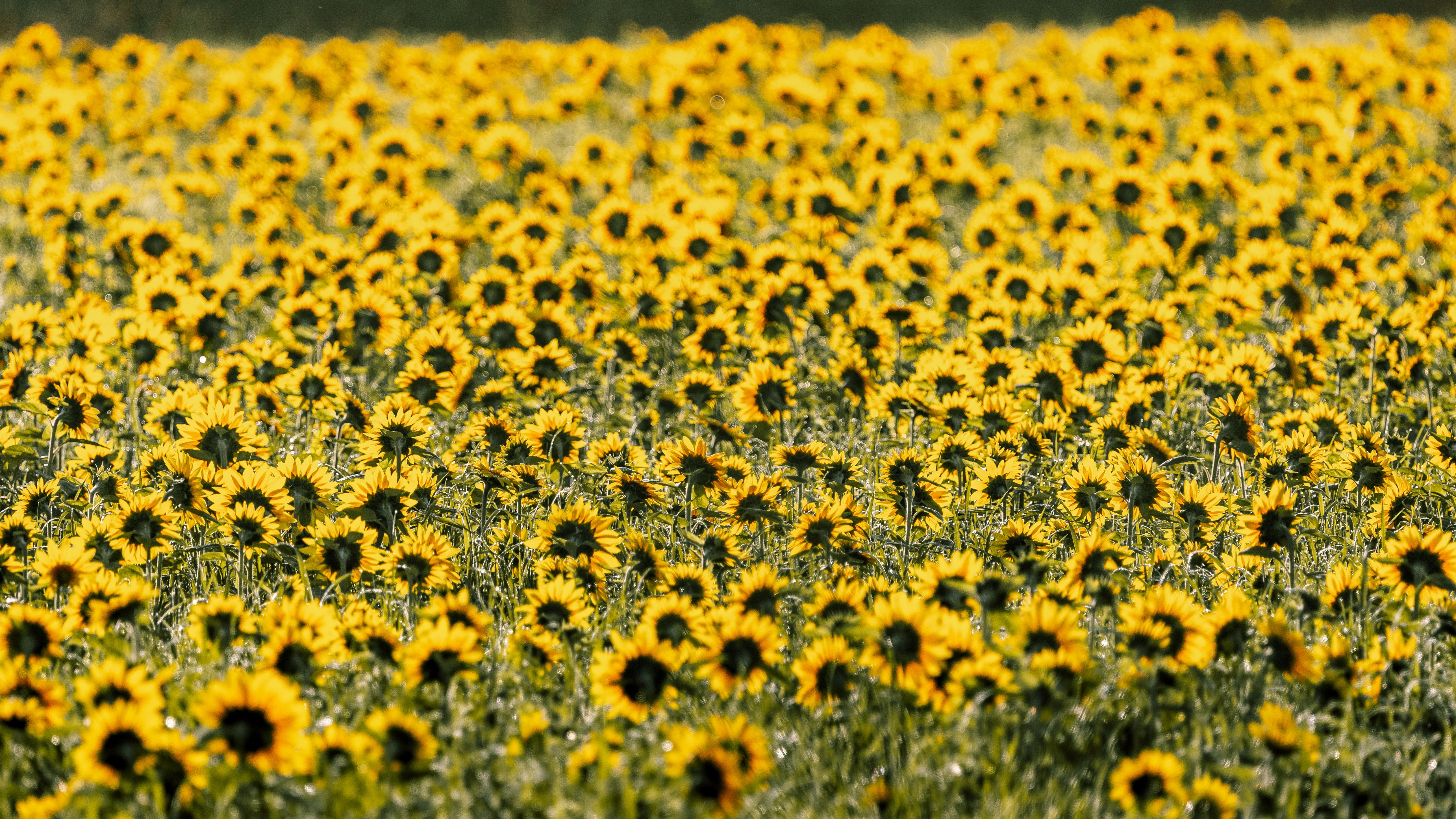Vast Sunflower Field in Morning Light · Free Stock Photo