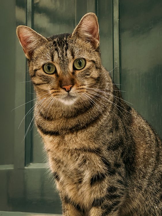 Close-up of a European Shorthair Cat Outdoors · Free Stock Photo