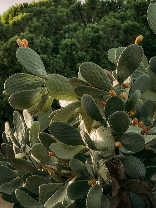 Free Close-up of a prickly pear cactus with ripe fruits in Catania, Sicily. Stock Photo