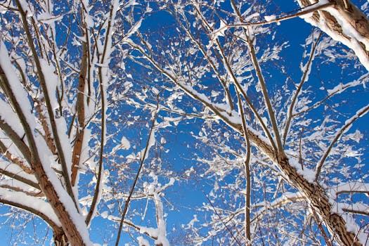 Snow-covered tree branches reach into a clear blue sky, capturing the essence of a winter day in Türkiye.