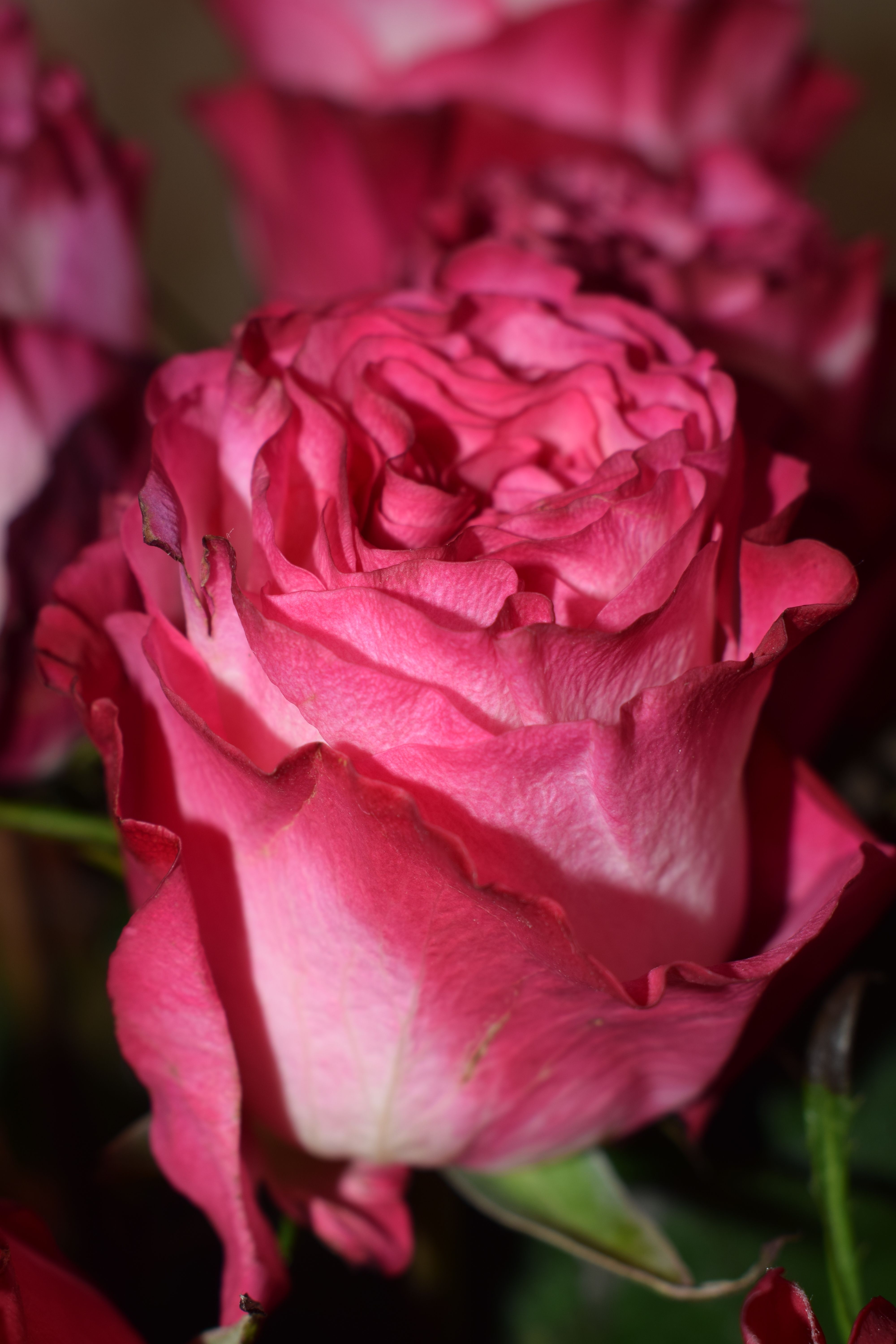 Close-up of a Vibrant Pink Rose in Bloom · Free Stock Photo