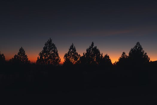 Silhouette of pine trees against a colorful twilight sky, creating a tranquil natural scene.