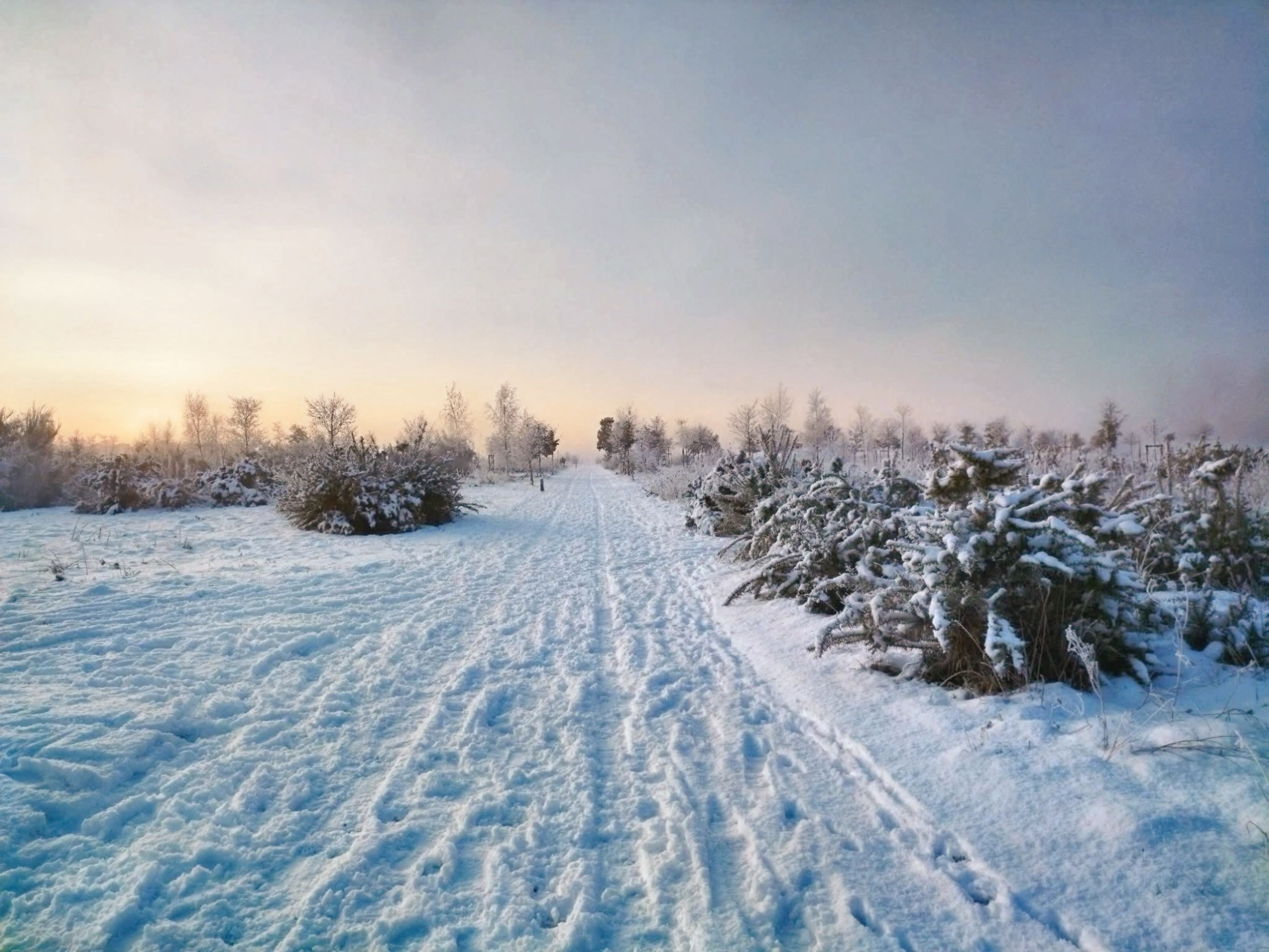 Snowy Path in Rouen Park at Sunrise · Free Stock Photo