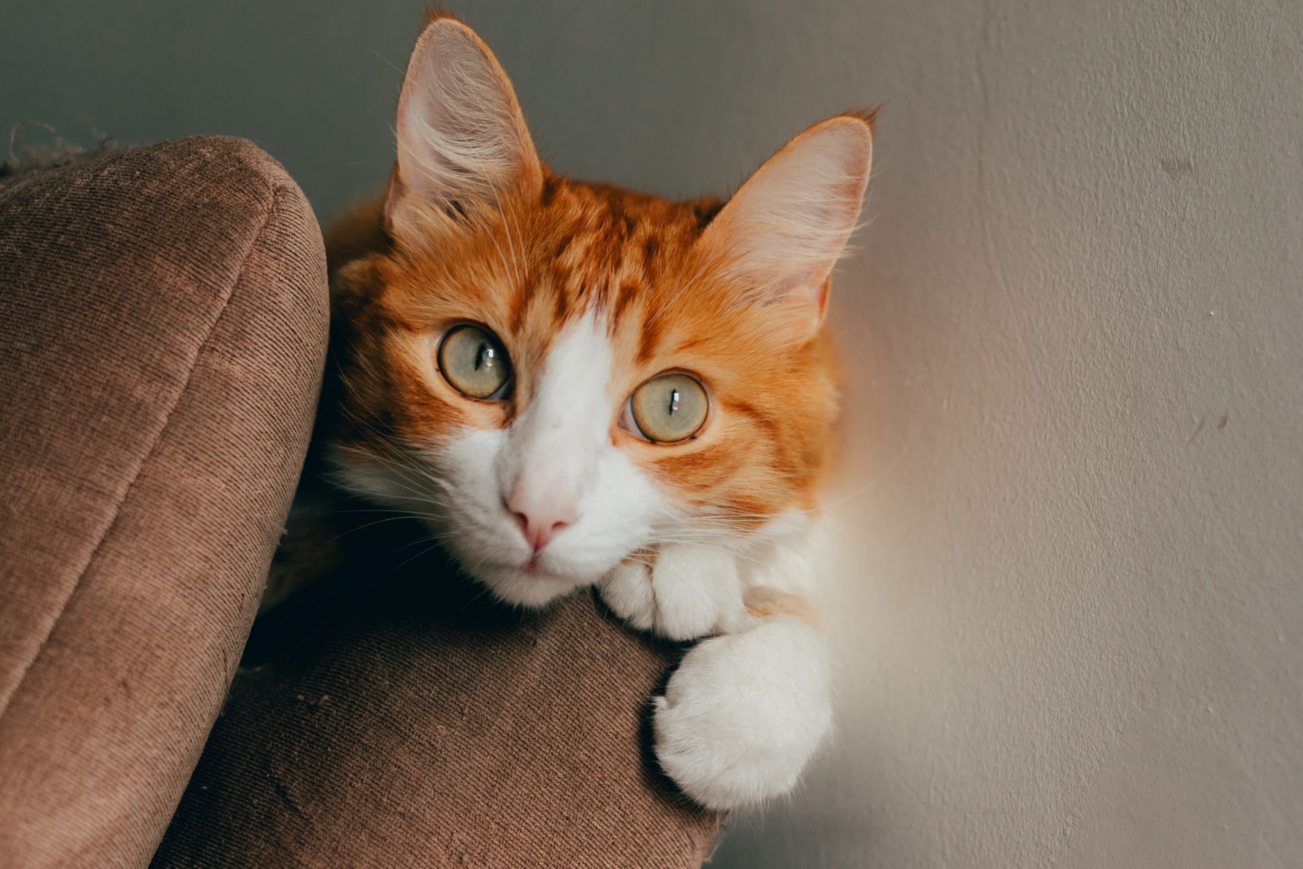 A cat undergoing diagnostic blood testing at a veterinary clinic
