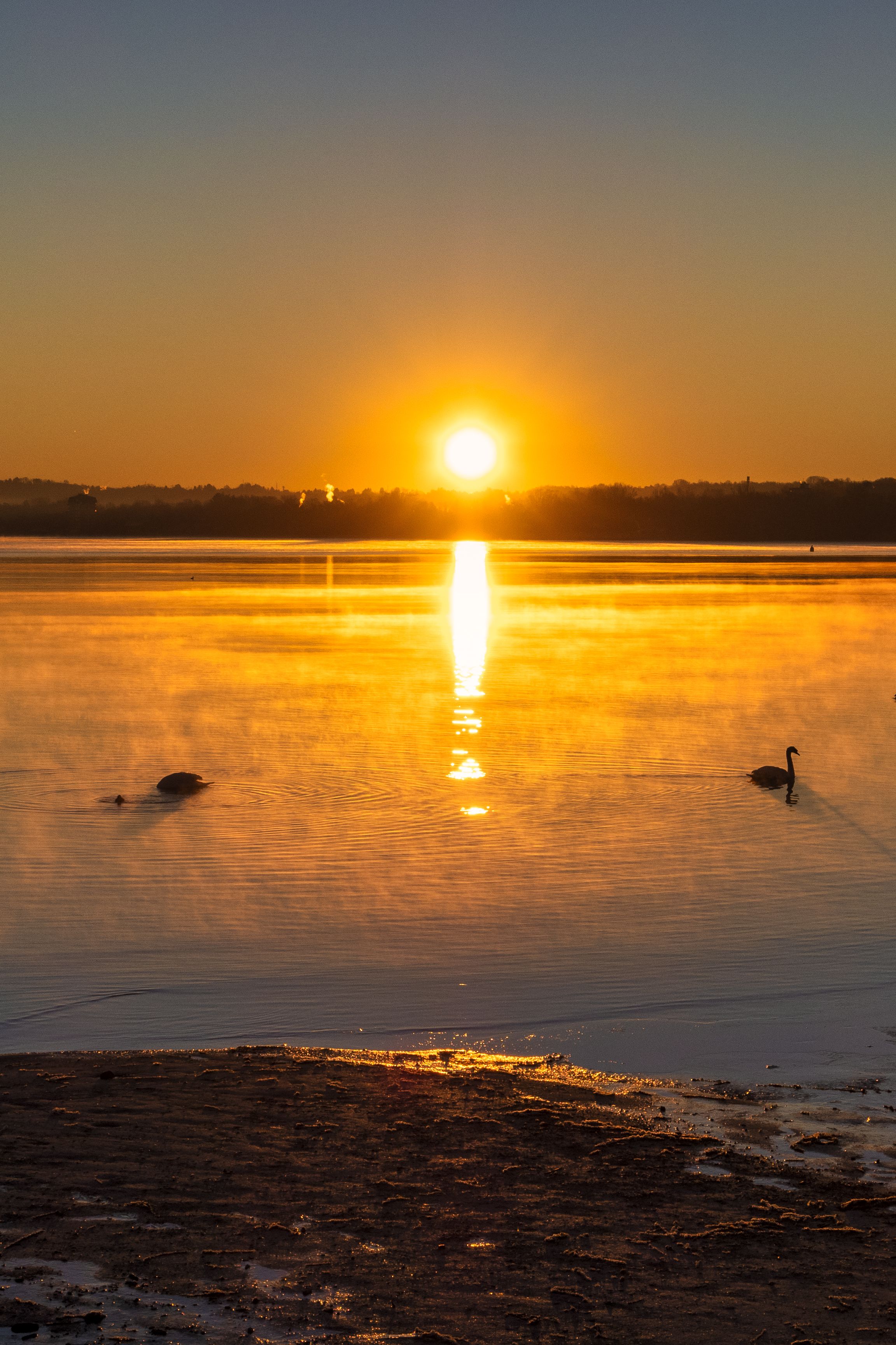 Serene Sunrise Over Calm Lake with Swans · Free Stock Photo