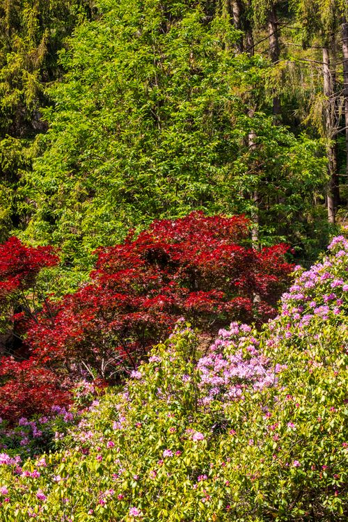 Free Colorful garden scene showcasing lush foliage, vibrant pink and red blossoms in spring. Stock Photo
