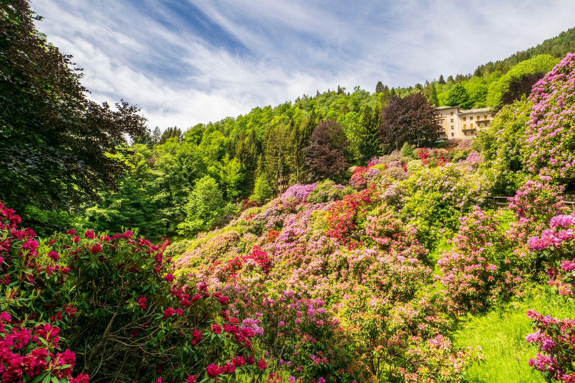 Vibrant Springtime Bloom in Scenic Garden · Free Stock Photo