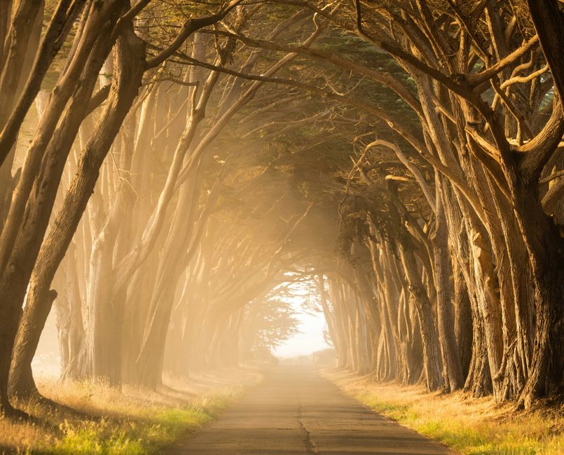 Sunlit path through towering cypress trees with morning mist creates a mystical atmosphere.