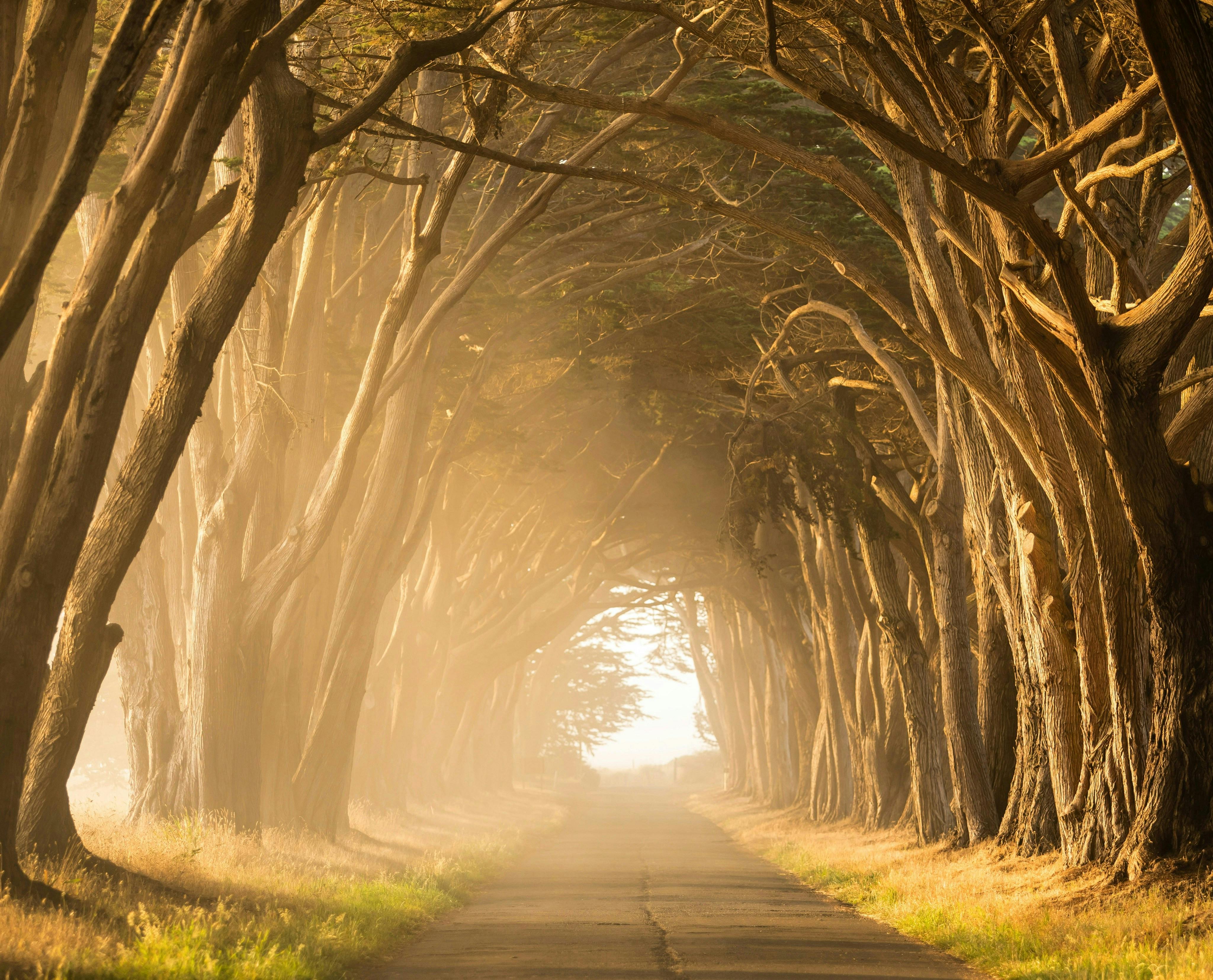 Free Sunlit path through towering cypress trees with morning mist creates a mystical atmosphere. Stock Photo