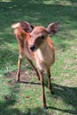 Young Deer Grazing in Nara Park, Japan
