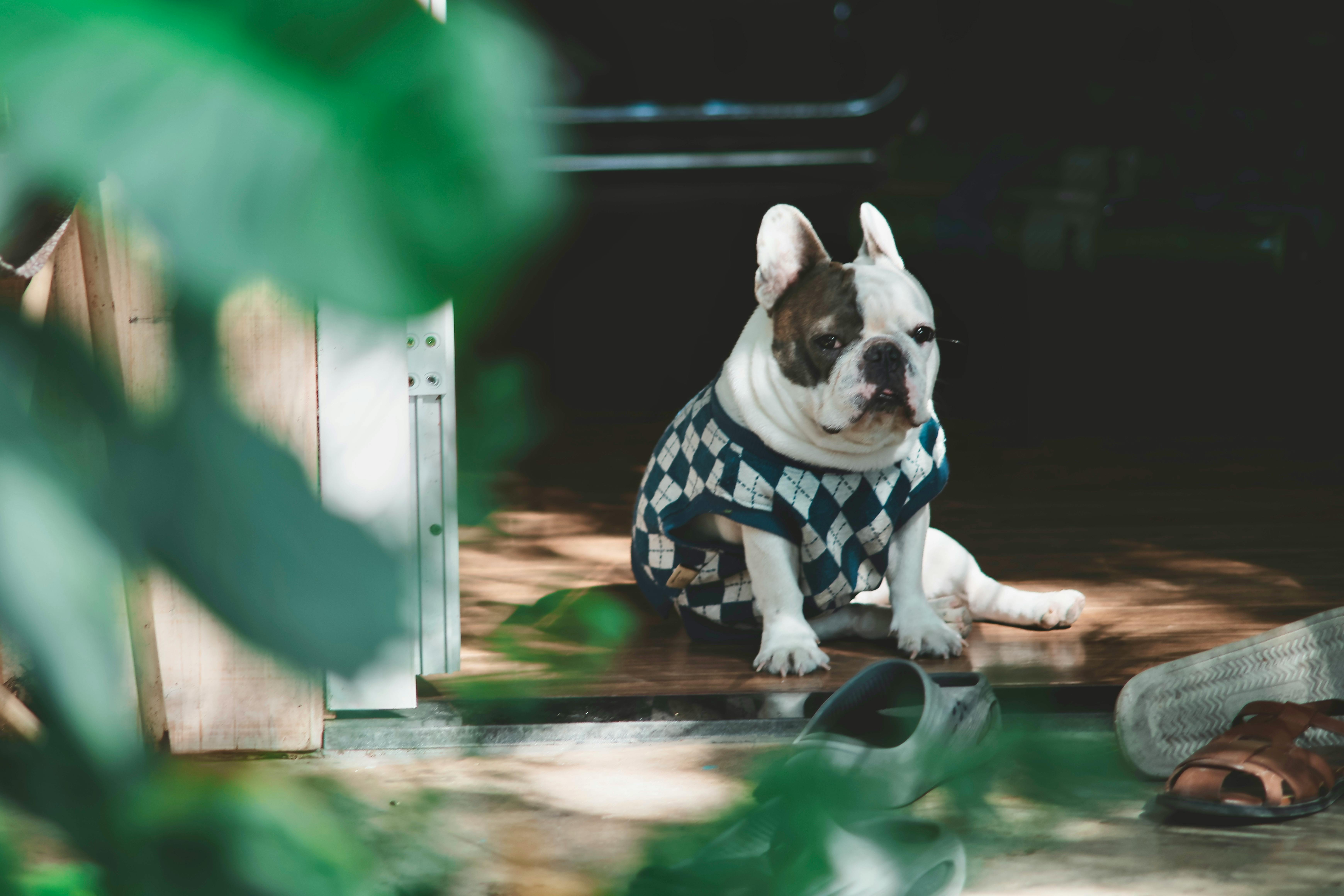 Frenchie και Ζέστη: Πώς να Επιβιώσει το Ελληνικό Καλοκαίρι
