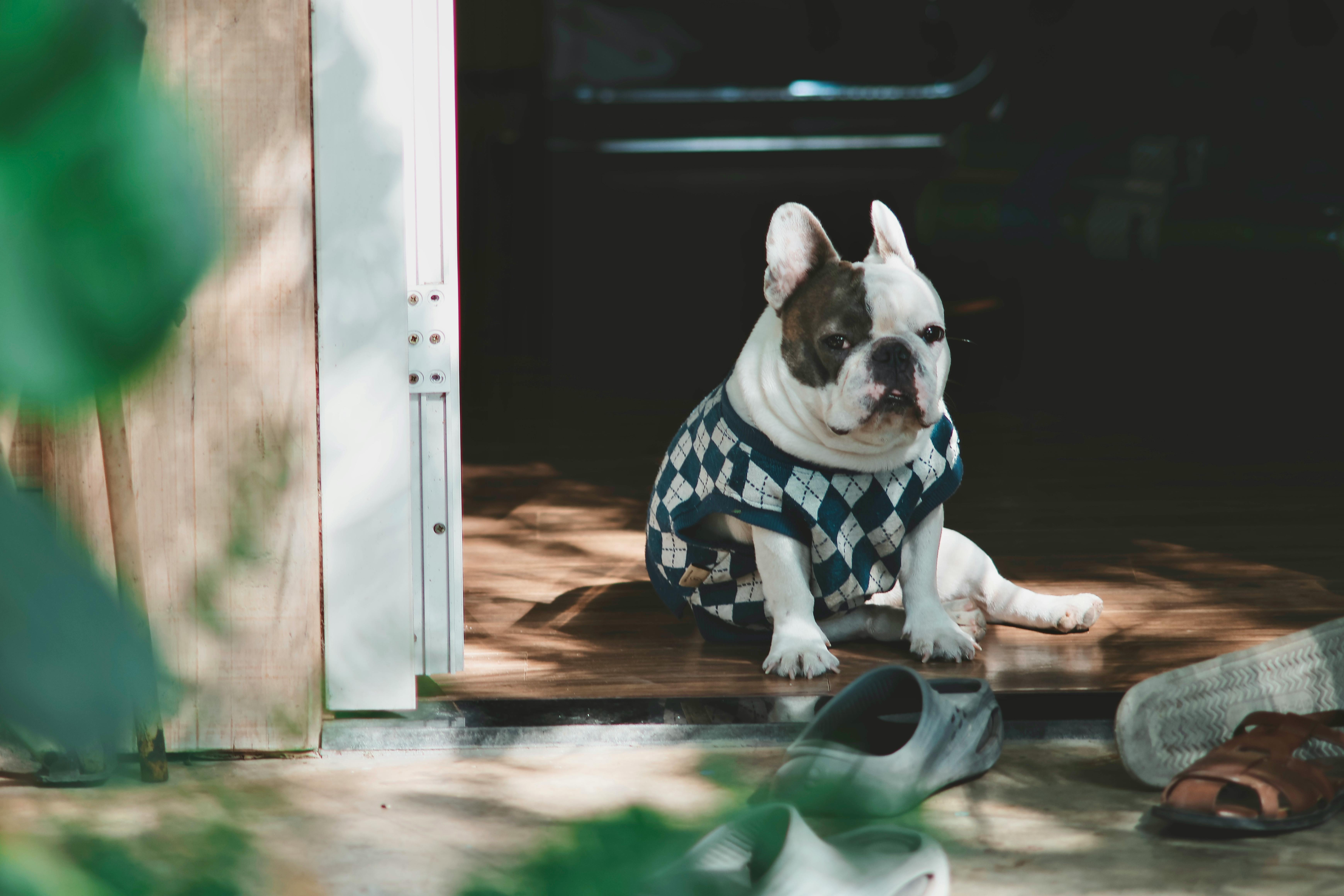 pet insurance pet health coverage — Photo by 🇻🇳🇻🇳Nguyễn Tiến Thịnh 🇻🇳🇻🇳 on Pexels