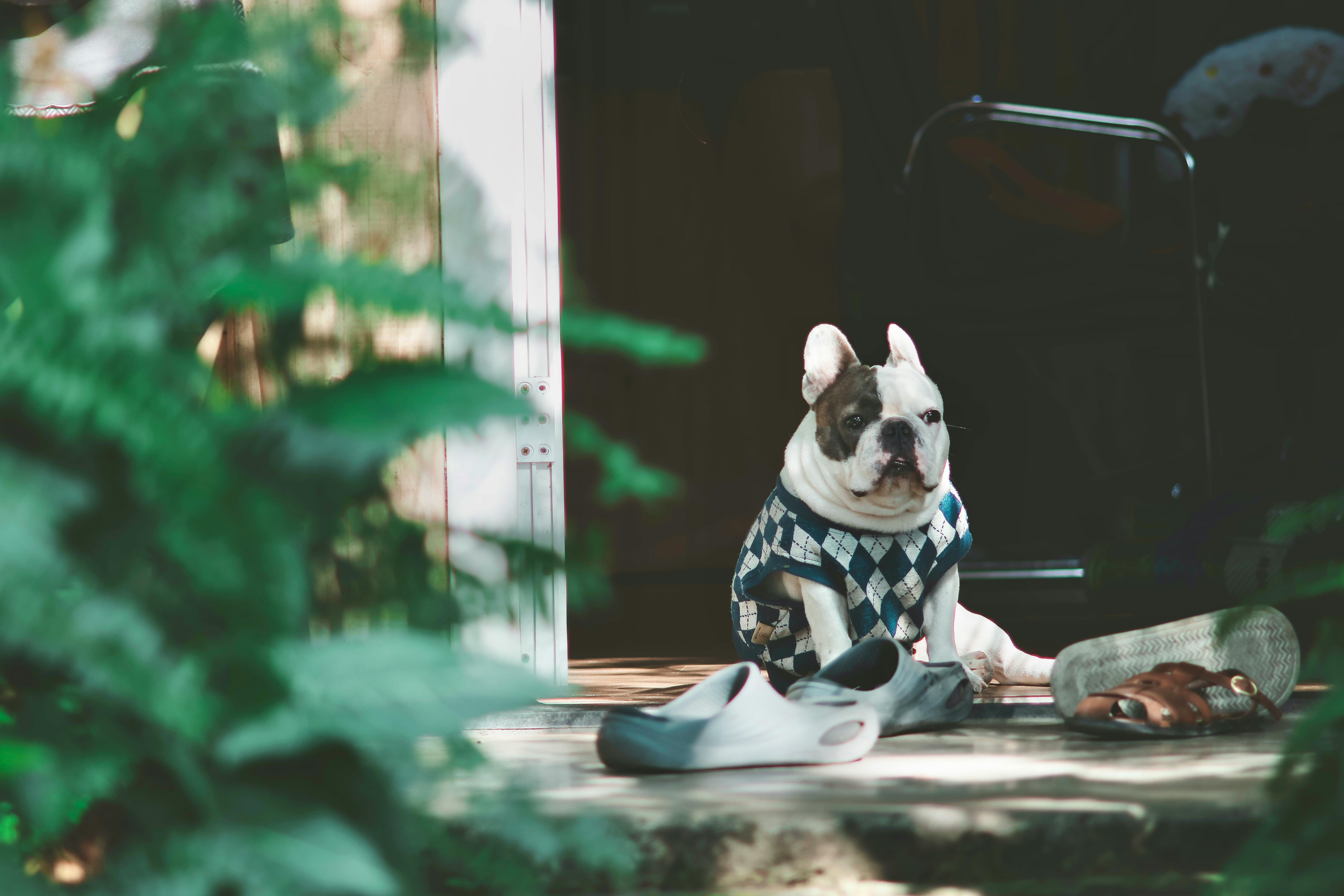 A French Bulldog wearing an argyle sweater sits calmly on a porch surrounded by shoes and greenery.