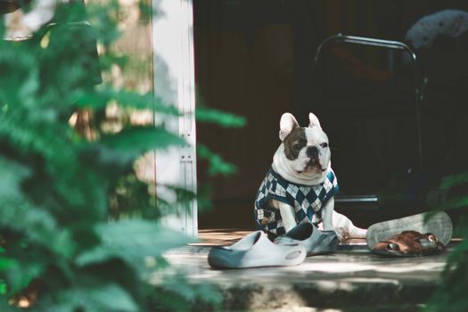A French Bulldog wearing an argyle sweater sits calmly on a porch surrounded by shoes and greenery.