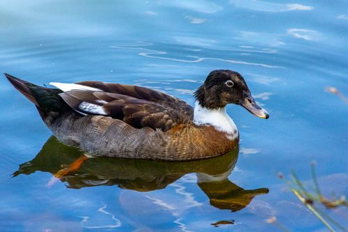Free A brown duck gracefully swimming in a calm, clear blue lake with visible reflections. Stock Photo