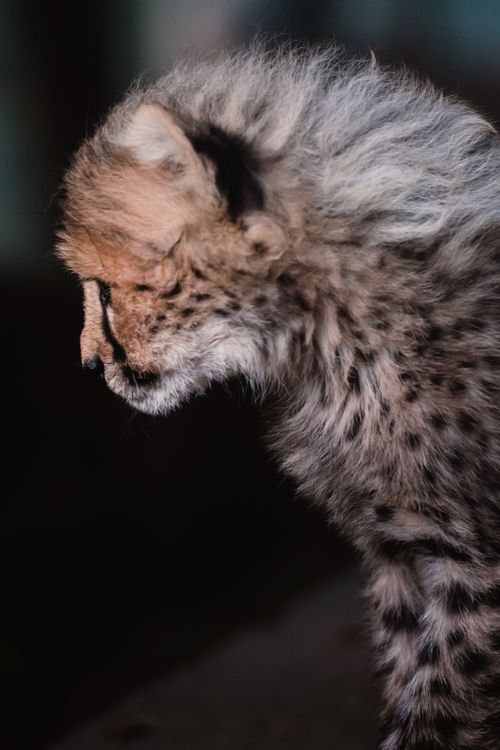 Free Close-up profile of a young cheetah in soft focus, highlighting its spotted coat and delicate features. Stock Photo