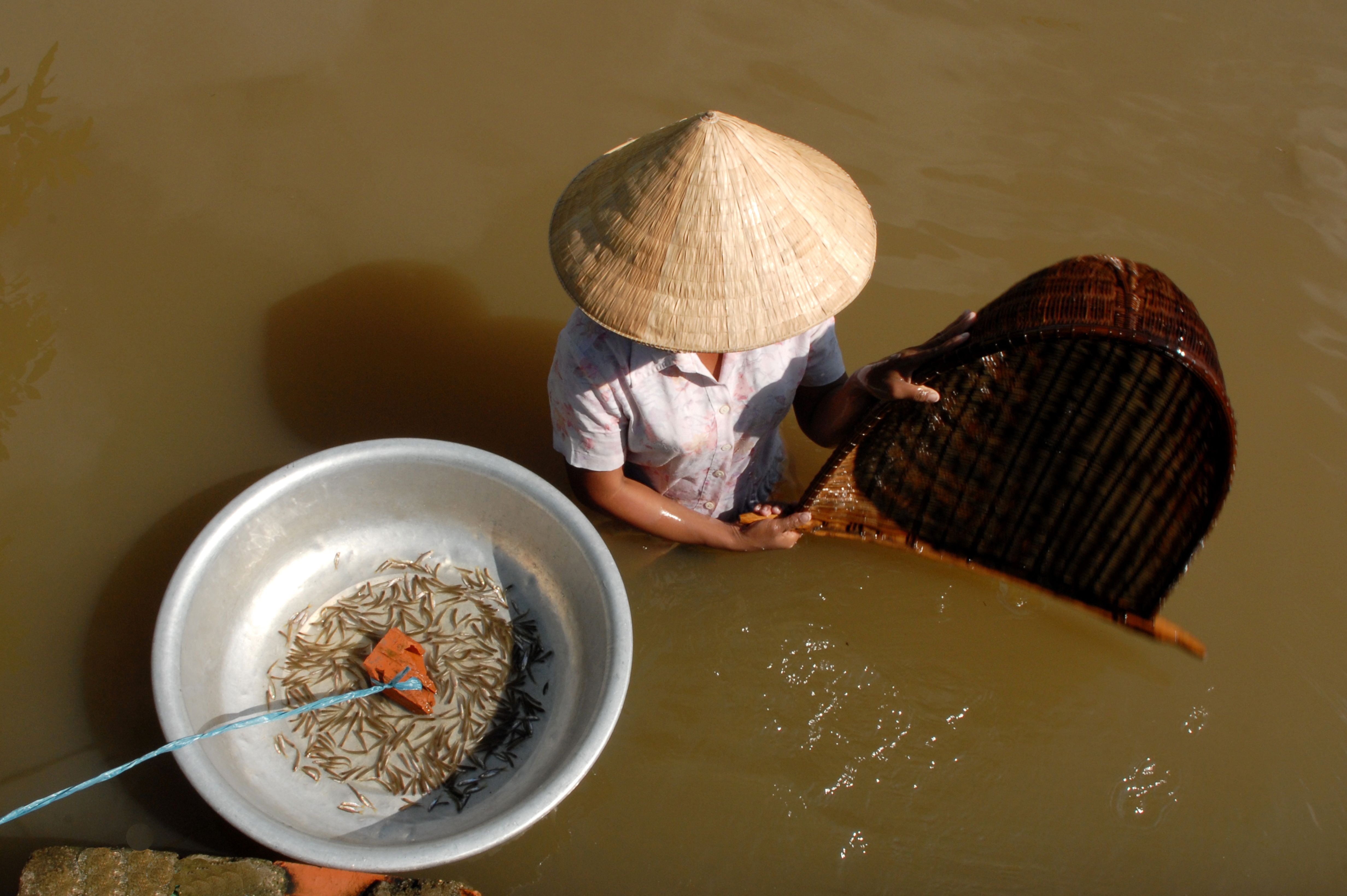 Person fishing with bamboo basket and tray of fish in rural water setting, wearing conical hat.