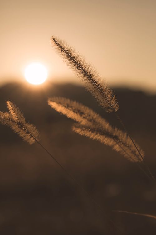 Free A tranquil sunset view with grass silhouetted in the foreground, capturing the serene beauty of nature. Stock Photo