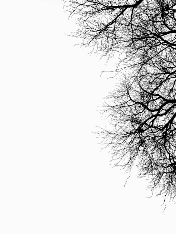 Leafless curved branches of high tree · Free Stock Photo