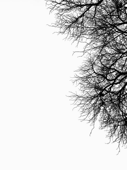 Free From below of leafless curved bushy branches of high tree on white background Stock Photo