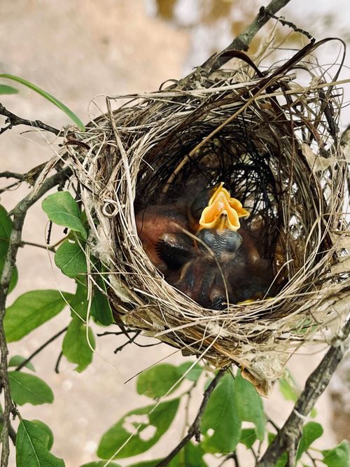 Free High-angle view of newborn birds in a delicate nest, surrounded by green leaves. Stock Photo