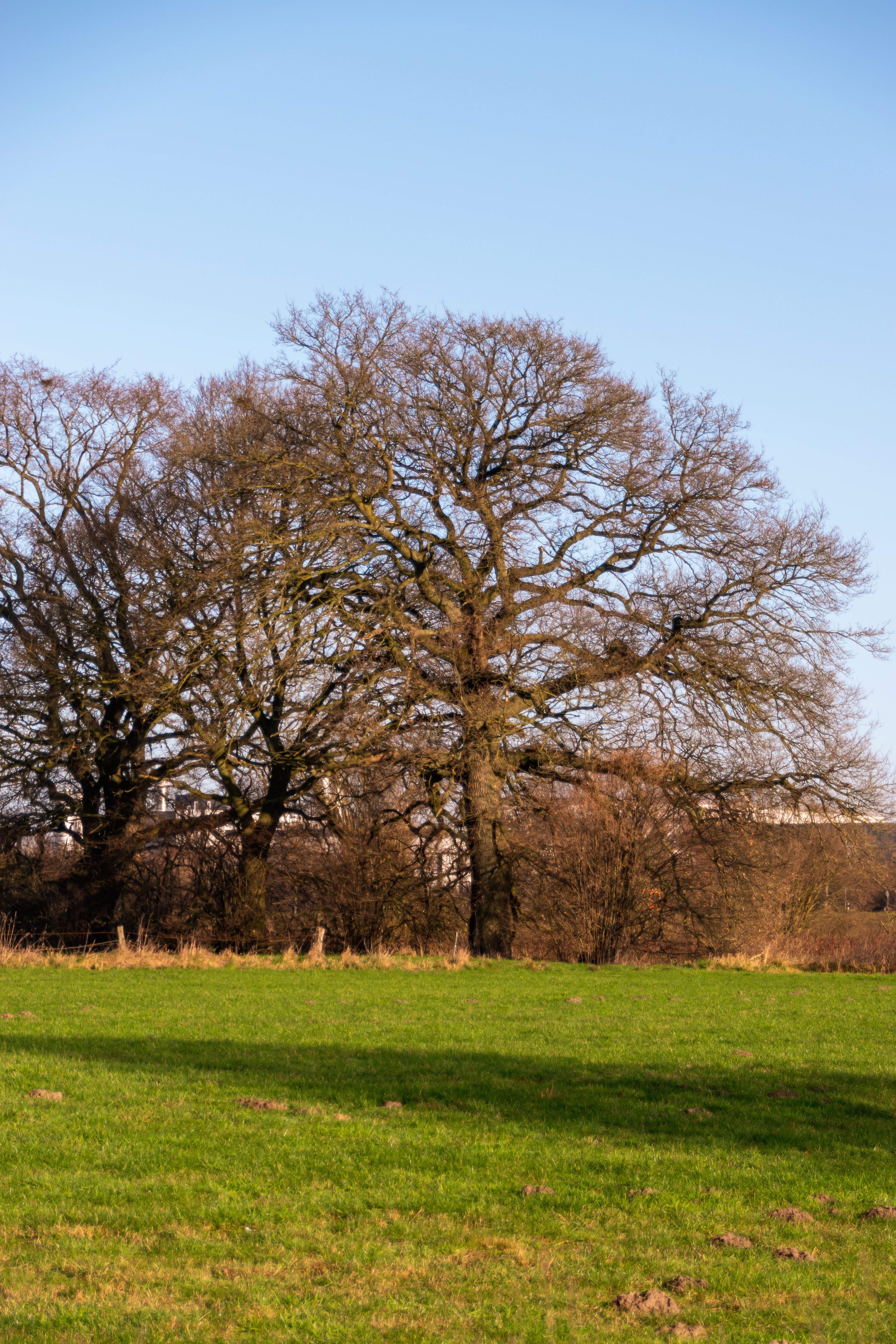 Oak Tree in Countryside Under Clear Blue Sky · Free Stock Photo