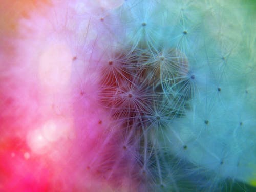 White Dandelion