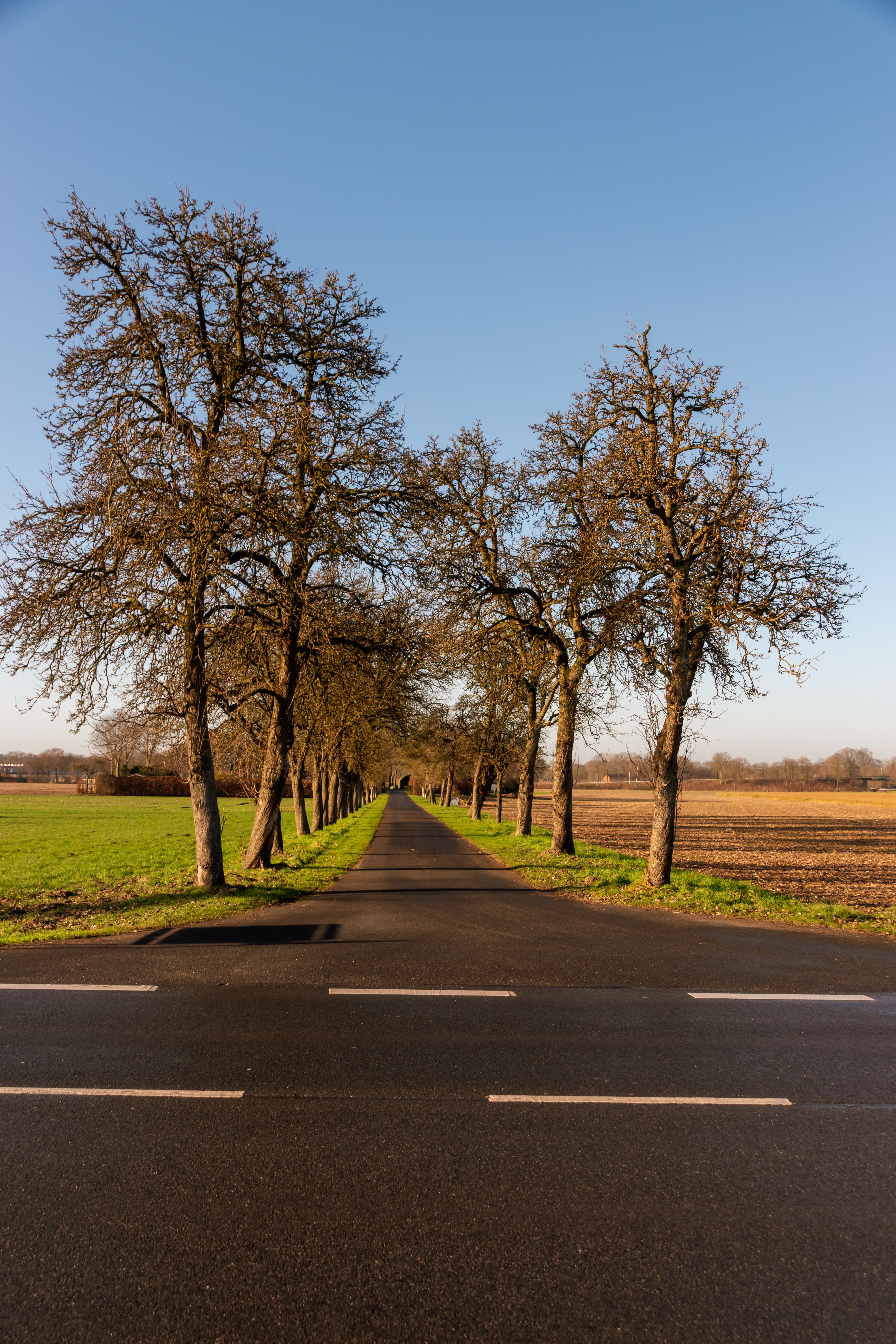 Scenic Country Road with Lined Trees · Free Stock Photo