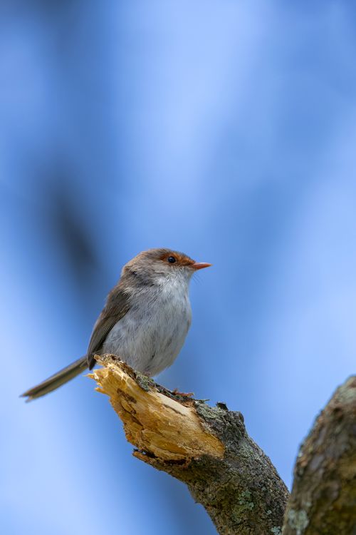 Free A female superb fairywren perched on a branch, captured in New South Wales, Australia. Stock Photo
