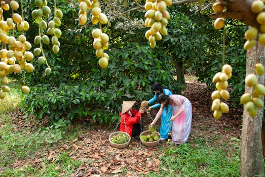 Women in traditional attire harvesting fruit in a lush Asian orchard.