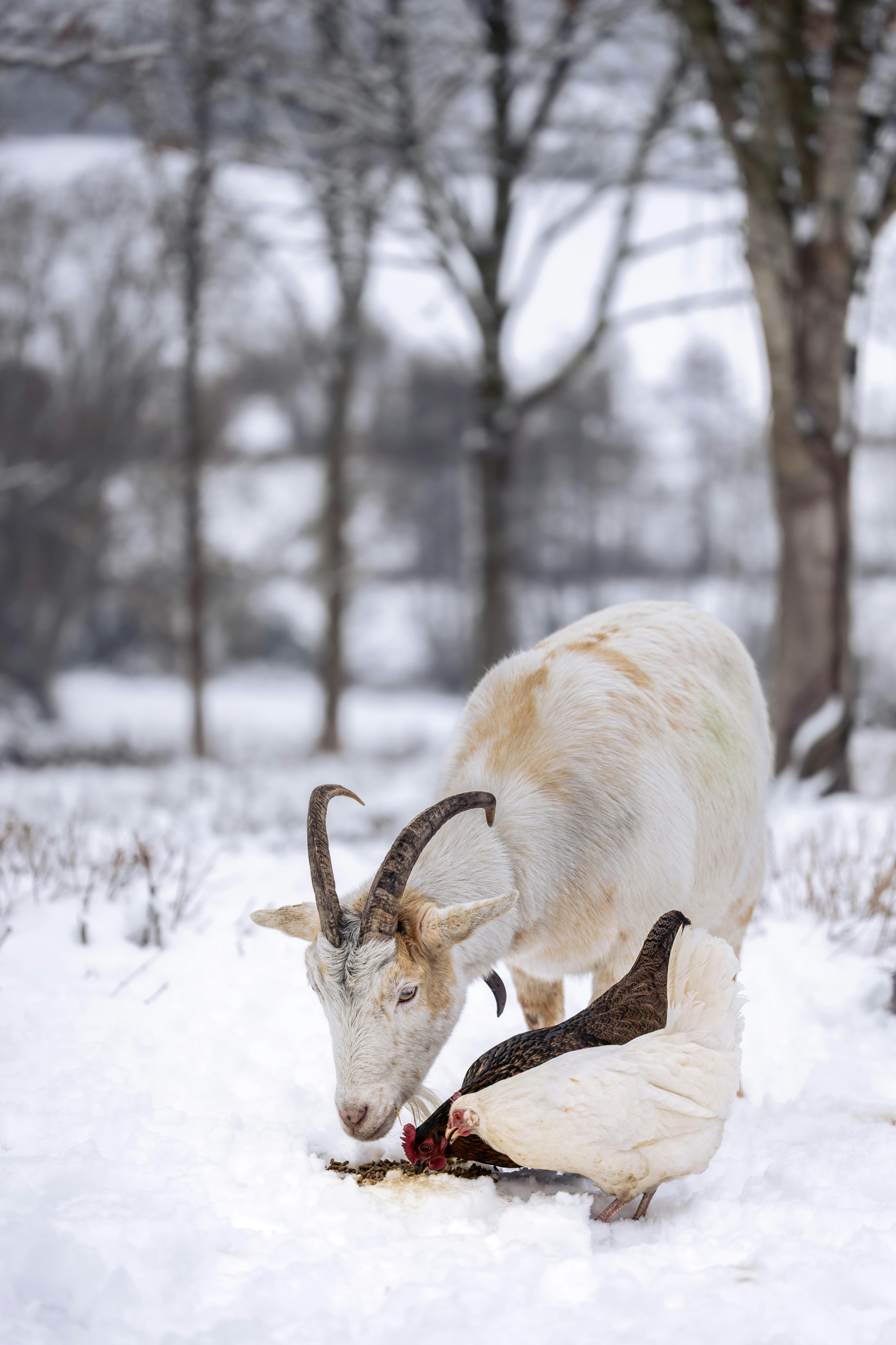 Gratuit Une chèvre et une poule qui broutent dans un champ enneigé en hiver, créant une scène de ferme sereine. Photos