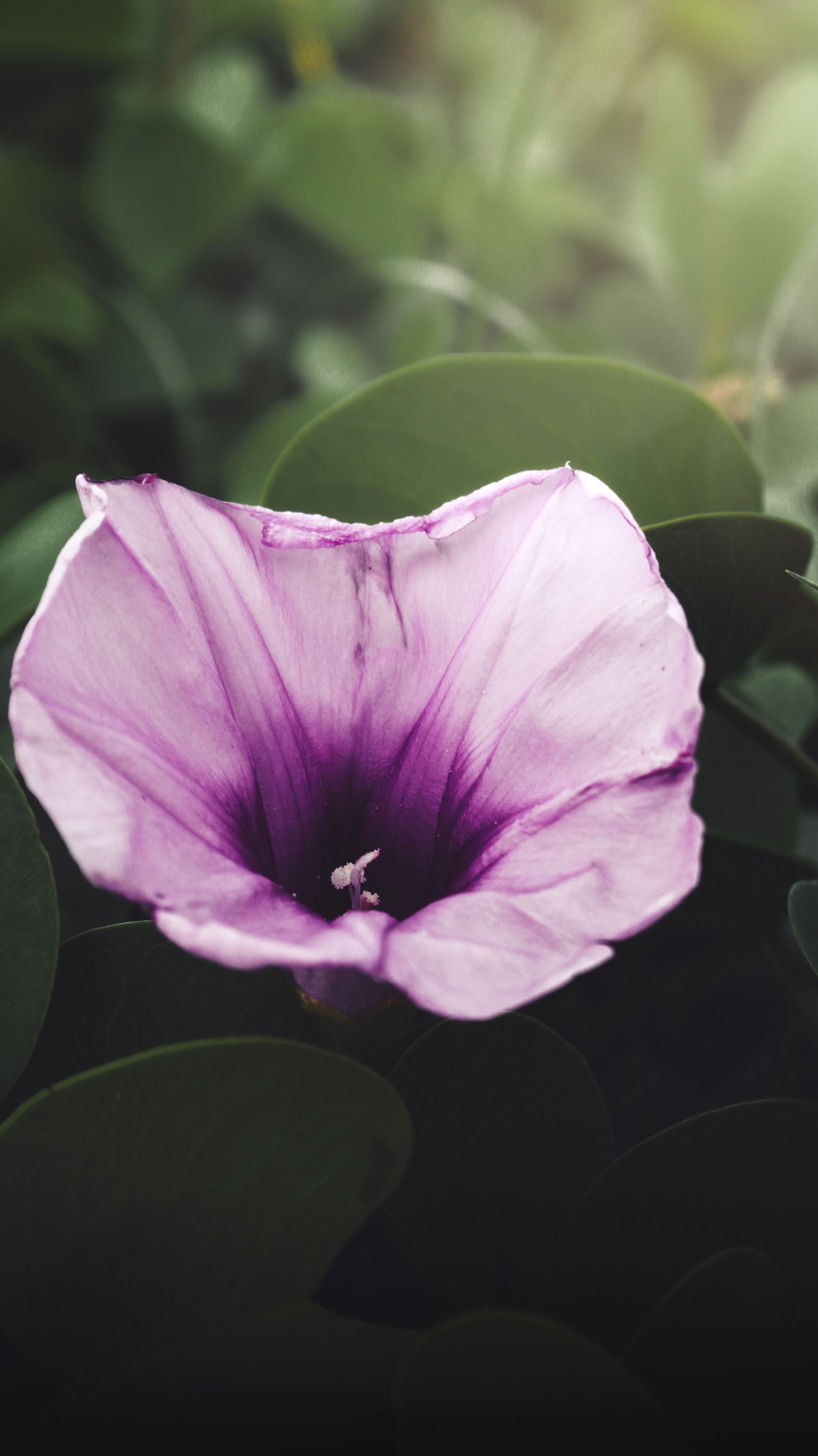 Vibrant morning glory flower with dew on petals, surrounded by lush green leaves.